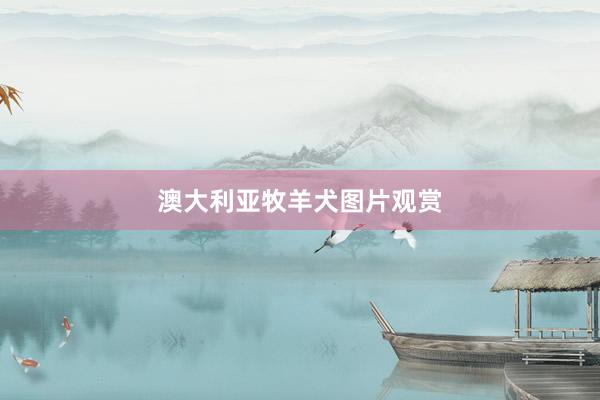 澳大利亚牧羊犬图片观赏
